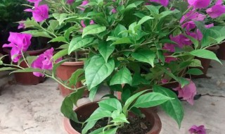 紫背元宝花的养殖方法（紫色元宝花的养殖方法）