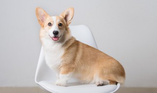 柯基犬吃什么食物好（柯基犬可以吃哪些食物）