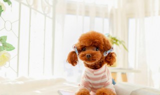 宠物狗泰迪吃什么食物（泰迪狗狗吃啥食物）