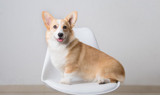 马犬吃什么食物 马犬吃什么食物毛色好