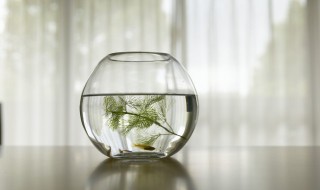 新手适合养什么鱼（新手适合养什么鱼,1.5的鱼缸）