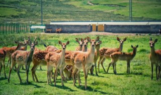 鹿吃什么食物（长颈鹿吃什么食物）