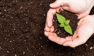 春见施肥时间 春天几月施肥