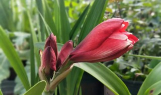 双龙花的养殖方法（双喜藤花的养殖方法）