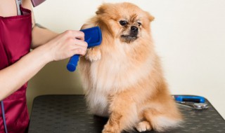 小朋友适合养什么宠物 两岁小朋友适合养什么宠物