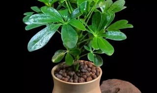 属虎的人适合养什么植物（属虎的人适合养什么植物和花）