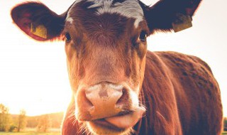 南方适合养什么牛（南方适合养什么牛种）