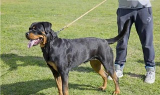 女生适合养什么大型犬 新手女生适合养什么大型犬