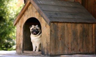 什么属相不适合养狗（什么属相的不适合养狗）