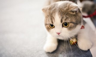 楼房适合养什么宠物（楼房适合养什么宠物比较适合养猫）