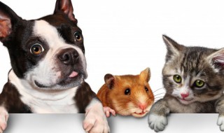 男人适合养什么狗（男人适合养什么狗小型）