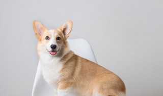 女孩适合养什么狗 新手女生适合养什么狗