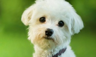 商品房适合养什么狗 什么类型的房子适合养狗