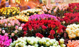 花的养殖方法和坏处（养花的坏处有哪些）