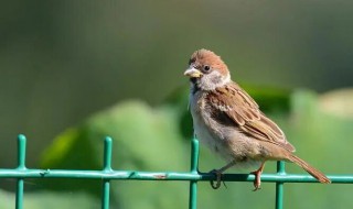 麻雀喜欢吃什么食物 麻雀喜欢吃什么?