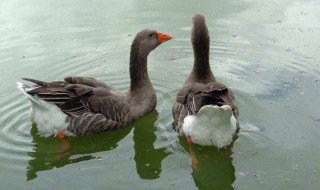 大雁吃什么食物 大雁吃什么食物最好