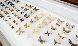 蝴蝶吃什么食物 蝴蝶吃什么食物为主