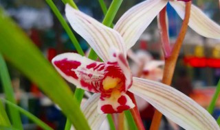 即将要开花的兰花可以施肥吗 兰花正在开花能够加肥吗