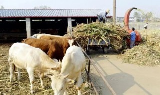 东北农村适合养殖什么 东北农村适合养殖什么投资见效快