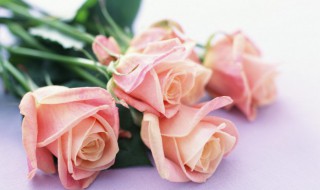 玫瑰和月季花的养殖方法 玫瑰月季花怎么养殖方法