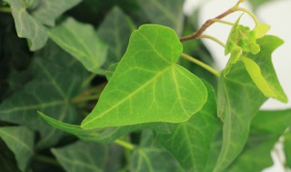 卧室适合养什么绿植（卧室适合养什么绿植风水）