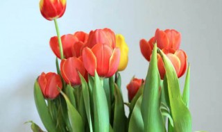 家里适合养什么花最香（家里养花什么花最香）