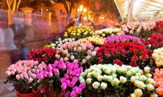 楼房适合养什么花 楼房适合养什么花树