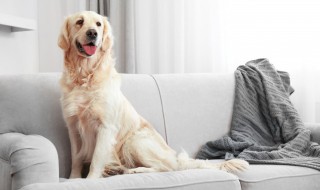 什么人适合养狗 什么人适合养狗?