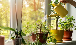居家适合养什么花（居家适合养什么花较好）