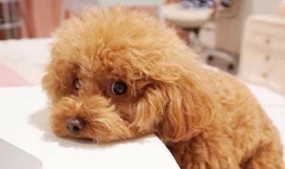 女人适合养什么狗狗 女人养哪种狗狗比较好