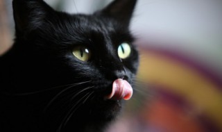 家庭适合养什么猫 家庭适合养什么猫?