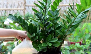 家居适合养什么植物（适合家养的植物有哪些）