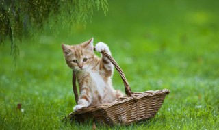 女孩子适合养什么猫 女孩子适合养什么宠物猫