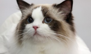 小学生适合养什么猫（学生最好养什么猫）