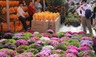 球形花的养殖方法 球种花卉的养殖方法