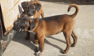 农村适合养什么狗（农村适合养什么狗看家）