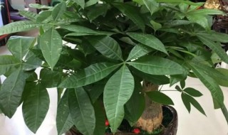 家里适合养什么树（家里适合养什么树比较好）