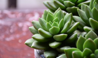 黑条玫瑰花的养殖方法 黑玫瑰的种植方法