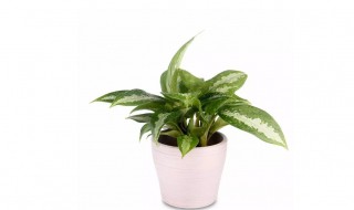 属兔适合养什么植物 75年属兔适合养什么植物