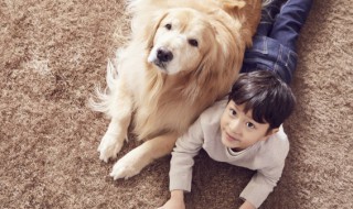 学生适合养什么狗(学生适合养什么狗便宜)