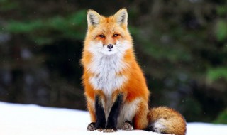 狐狸吃什么食物 宠物狐狸吃什么食物