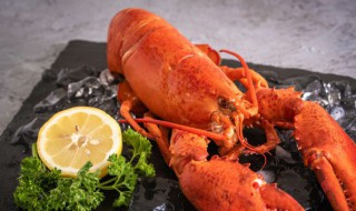 龙虾一般吃什么食物 龙虾吃什么食物