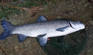 青鱼吃什么食物（青鱼吃什么食物为主）