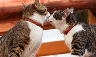 小猫断奶后吃什么食物 小猫断奶后吃什么?