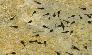 蝌蚪喜欢吃什么食物（蝌蚪喜欢吃什么食物简笔画）