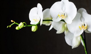 兰花冬天可以施肥吗 兰花冬天施肥好不好