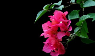 三角梅什么时候施肥（三角梅什么时候施肥,用什么肥料）