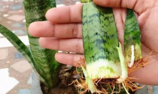 虎皮兰的扦插方法什么季节插 虎皮兰插扦什么时间最好