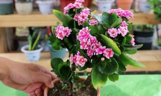 长寿花一年开几次花（长寿花一年开几次花在几月份开）