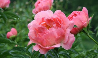 月季花的施肥方法 月季花的施肥方法如下